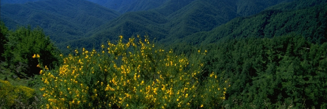 Si rinnova l’accordo triennale tra Parco Foreste Casentinesi e Apt Servizi ER