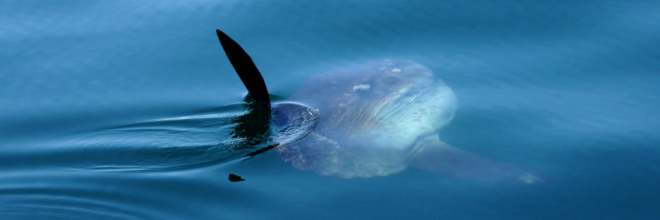 I Tesori dell’Adriatico, a portata di…maschera