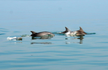 La straordinaria biodiversità del mare e delle zone umide Due eventi per la promozione e la comunicazione turistica