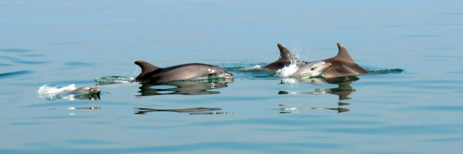 Adriatico azzurro e trasparente “grazie” al Lockdown: Pasqua affollata di delfini e tonni nel mare della Romagna
