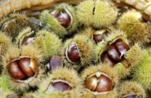 Andar per castagne in Emilia-Romagna tra boschi e cascate nell’incanto della natura