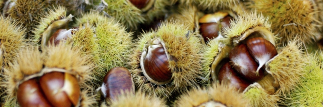 Andar per castagne in Emilia-Romagna tra boschi e cascate nell’incanto della natura