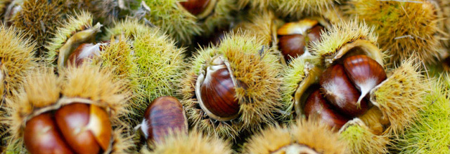 In Emilia-Romagna è tempo di castagne Trekking guidati, trenini storici, sagre nei borghi