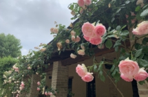 I giardini di rose più belli in Emilia-Romagna I luoghi dove vivere l’incanto della fioritura fra maggio e giugno
