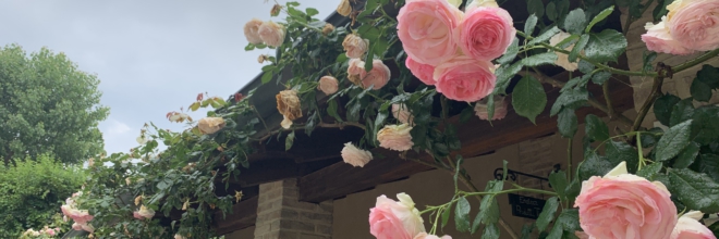 I giardini di rose più belli in Emilia-Romagna I luoghi dove vivere l’incanto della fioritura fra maggio e giugno