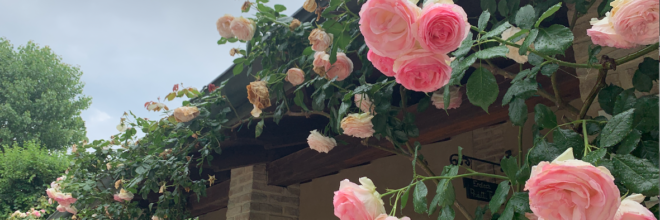 I giardini di rose più belli in Emilia-Romagna I luoghi dove vivere l’incanto della fioritura fra maggio e giugno
