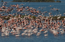 Festa della Liberazione in Emilia-Romagna: sbocciano gli eventi tra giardinaggio, aquiloni, sport, prodotti tipici ed escursioni in natura