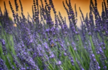 Sabato e domenica e’ la Festa della Lavanda: in Emilia-Romagna picnic, passeggiate, mercatini, musica, profumi