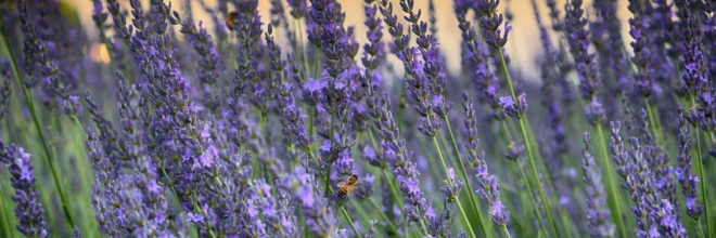 Sabato e domenica e’ la Festa della Lavanda: in Emilia-Romagna picnic, passeggiate, mercatini, musica, profumi