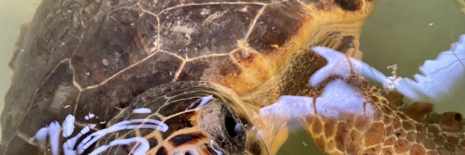 Il canale europeo TV ARTE racconta a oltre 5 milioni di spettatori l’amore per la natura della Riviera Romagnola