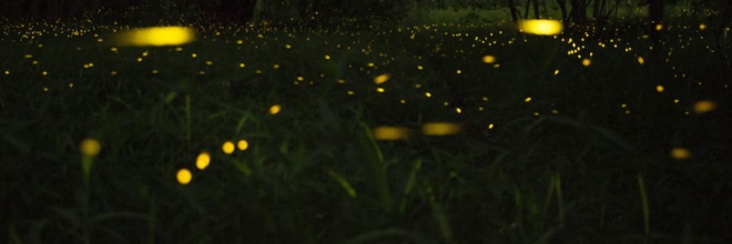 Il grande show delle lucciole in Emilia-Romagna I luoghi più belli dove vedere questo spettacolo della natura